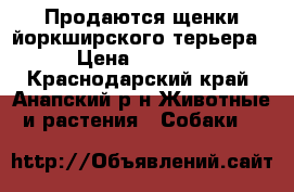 Продаются щенки йоркширского терьера  › Цена ­ 10 000 - Краснодарский край, Анапский р-н Животные и растения » Собаки   